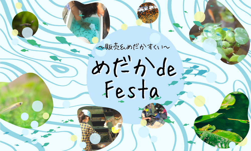 大人気「めだか de Festa」開催!