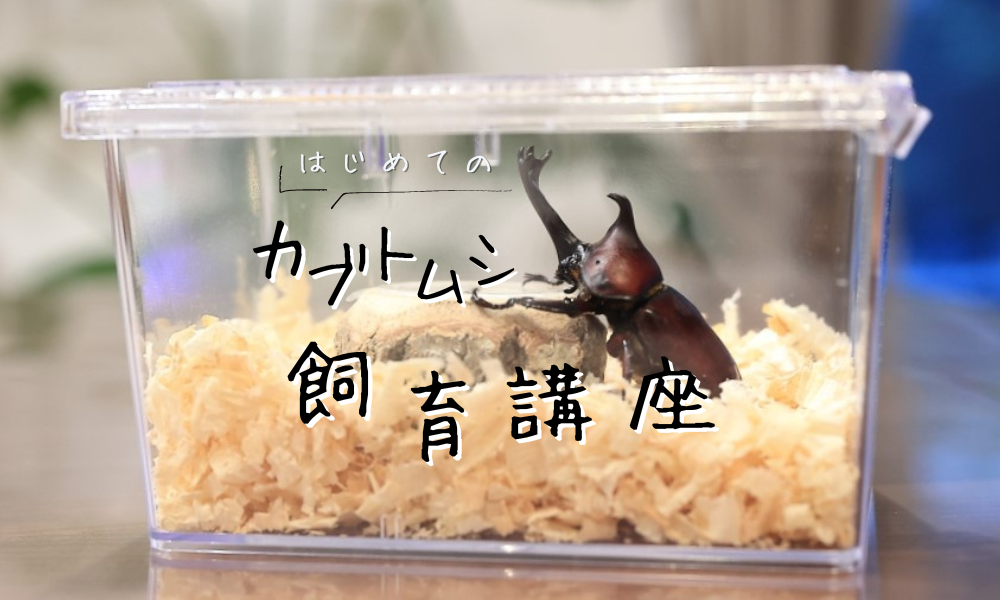 はじめてのカブトムシ飼育講座