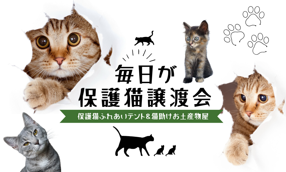 毎日が保護猫譲渡会&ふれあい会