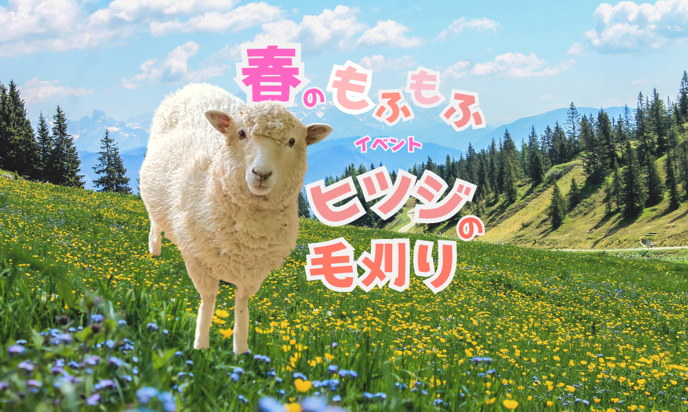 ヒツジの毛刈り