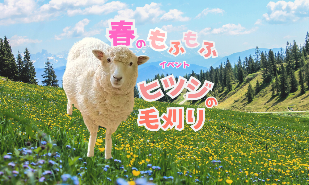 春のもふもふイベント「ヒツジの毛刈り」🐑