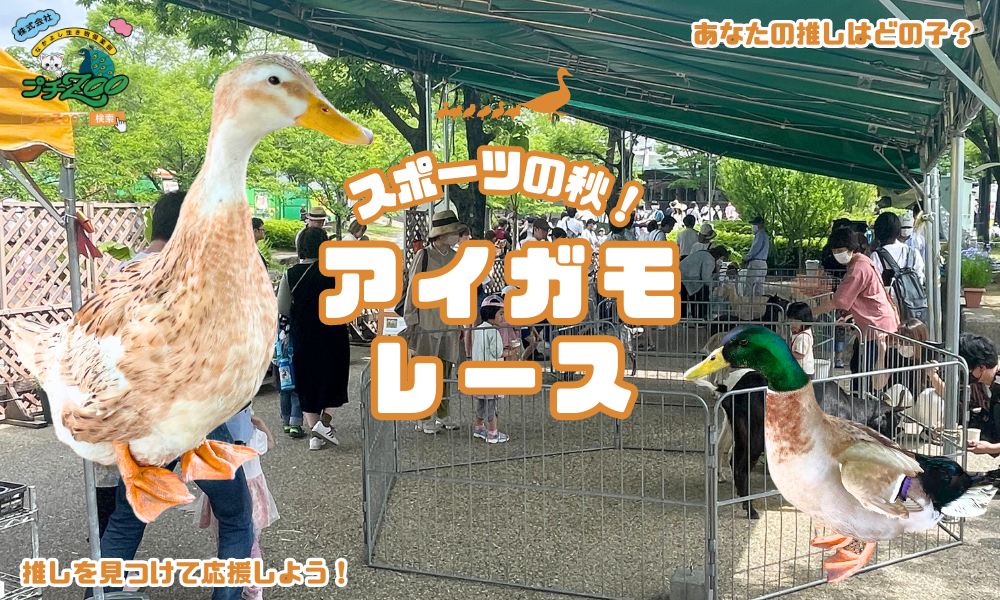 アイガモレース byプチZOO
