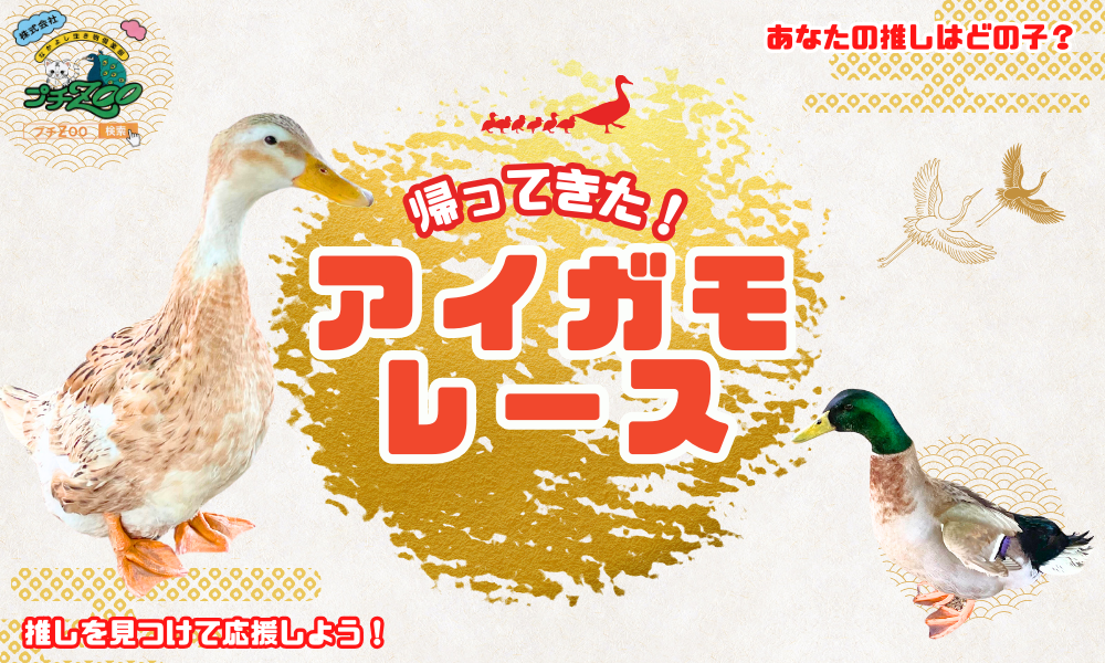 帰ってきた!アイガモレース byプチZOO