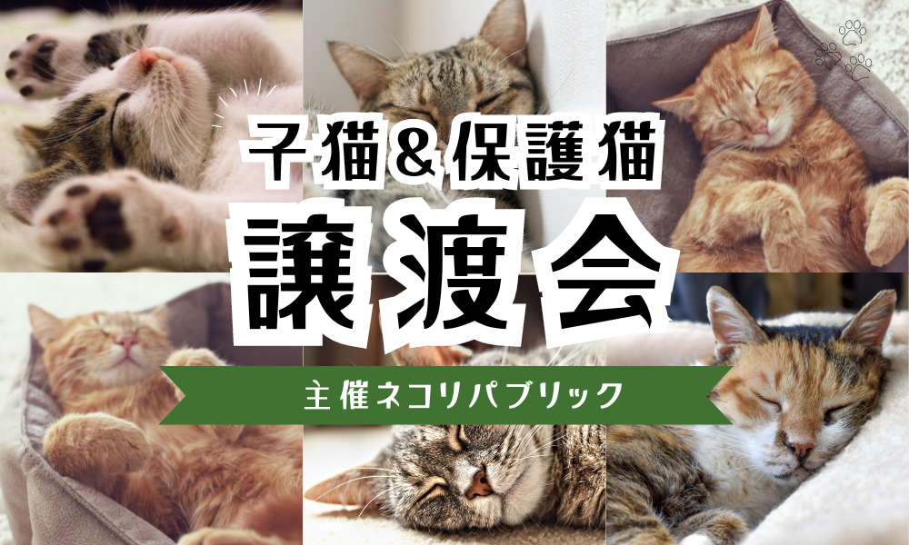 子猫・保護猫譲渡会